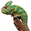 Chamäleon