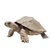 Schildkröte aus Stein.